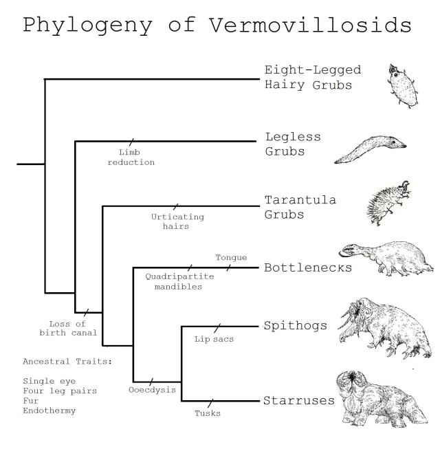 Phylogeny of Vermovillosids