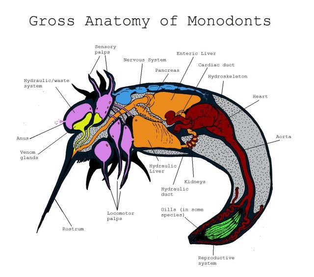 Anatomy of Monodonts