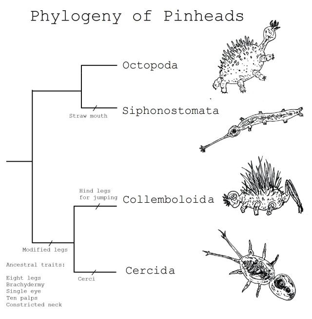 Phylogeny of Pinheads