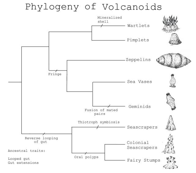 Phylogeny of Volcanoids